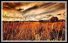 O - I campi di grano